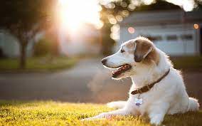 Golden Retrievers: A Profile of Radiant Canines