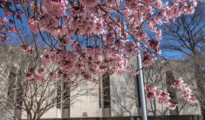 Campus in the spring